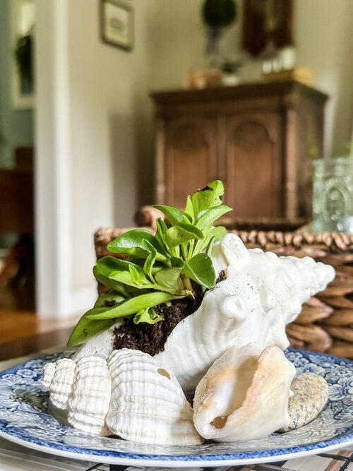Succulent Seashell Garden