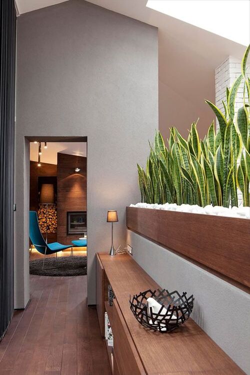 snake plant Over a Wall