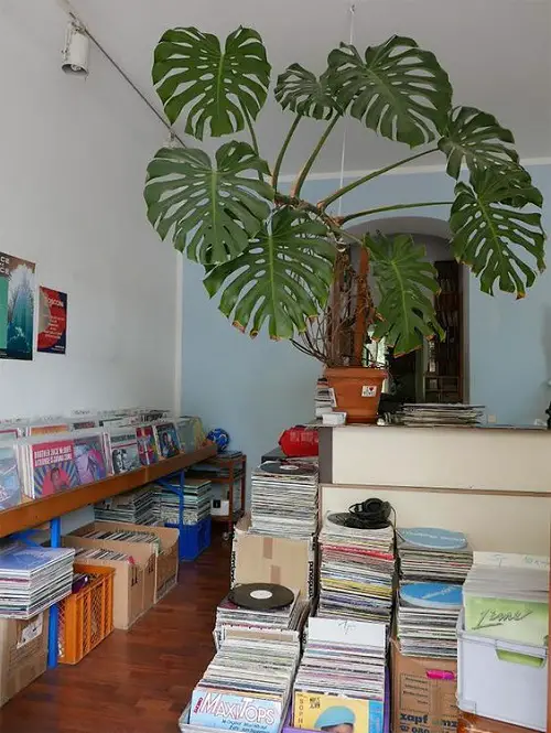 Countertop Monstera Space Divider