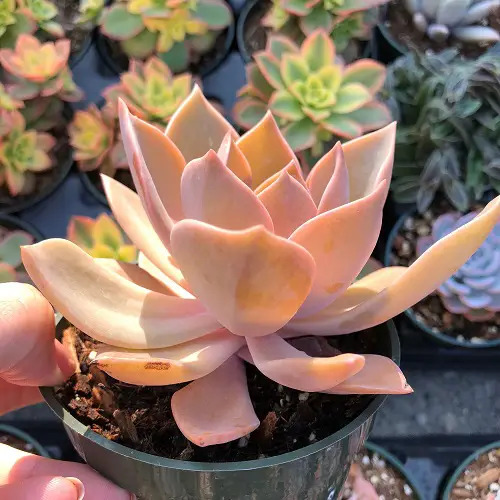 best Most Stunning Orange Succulents