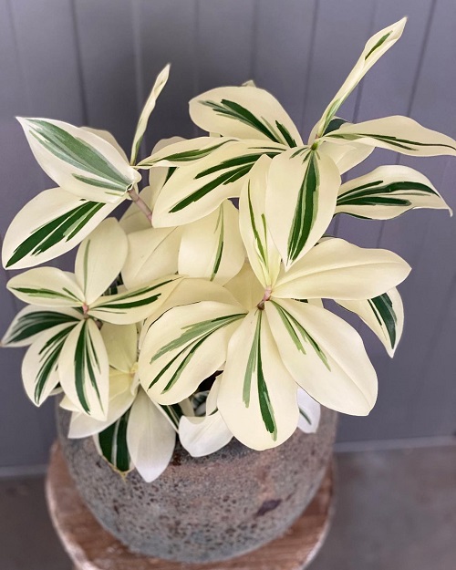 Stunning Houseplants of Unusual Colors