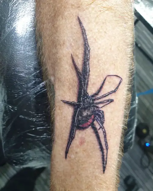 Creepy Black Widow on Arm