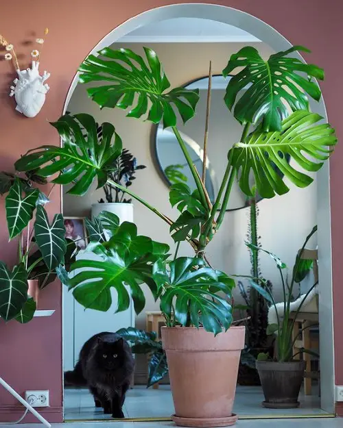Monstera for Room Partition Large Terra Cotta Pot in Hallway
