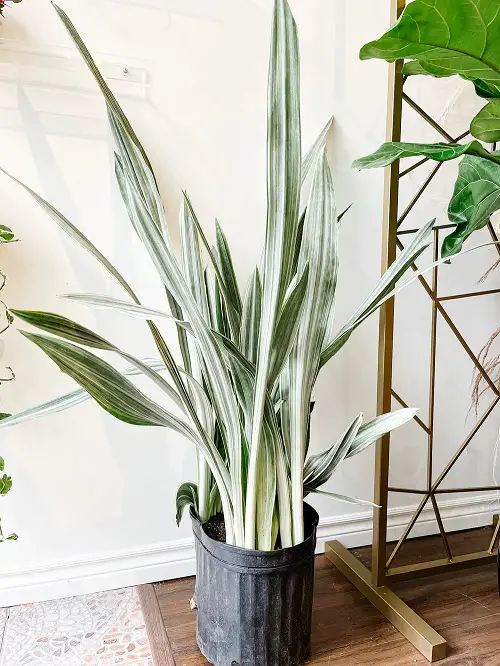 best Stunning Variegated Snake Plants