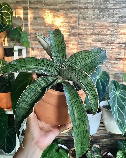 Stunning Variegated Snake Plants in pot