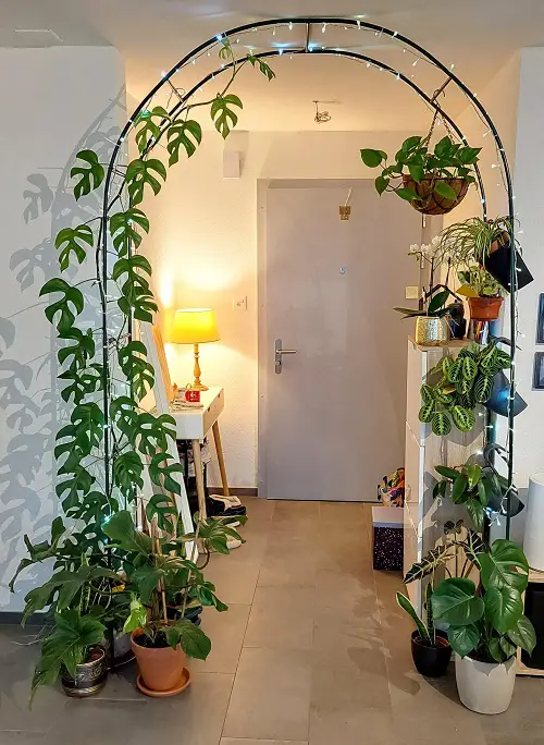 Things You Can Do at Home With Philodendrons