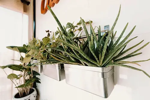 Hang Houseplants in different ways 9