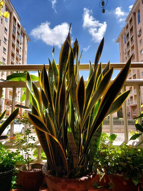 Best Places to Keep a Snake Plant In the Balcony