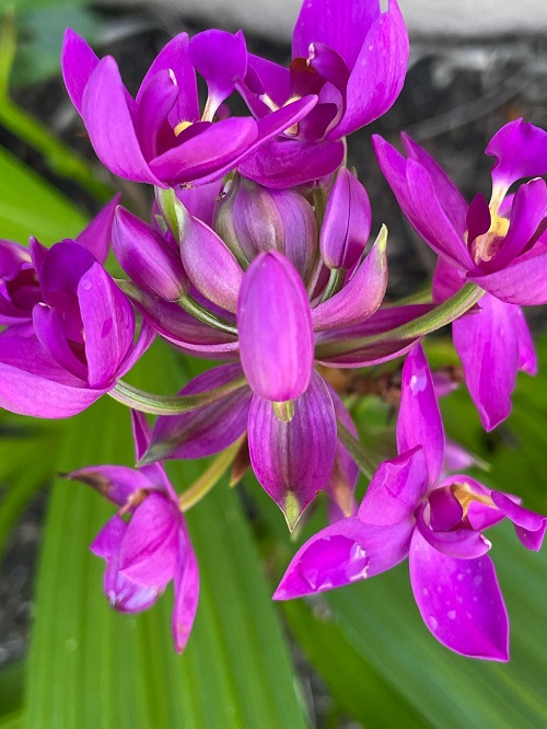 Top Purple Orchid Types