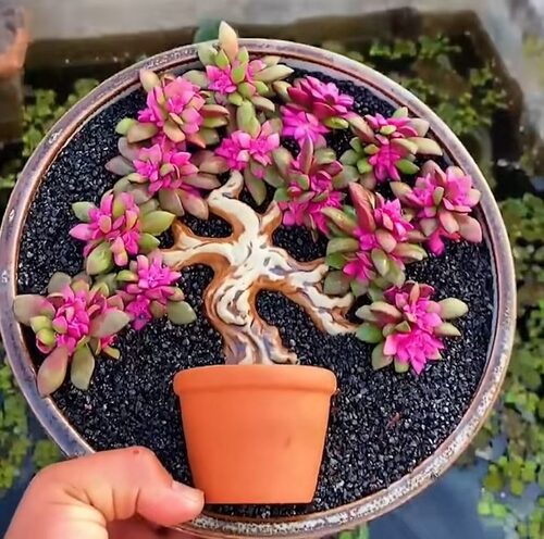 Unusual Succulent Garden Idea using Broken Pottery