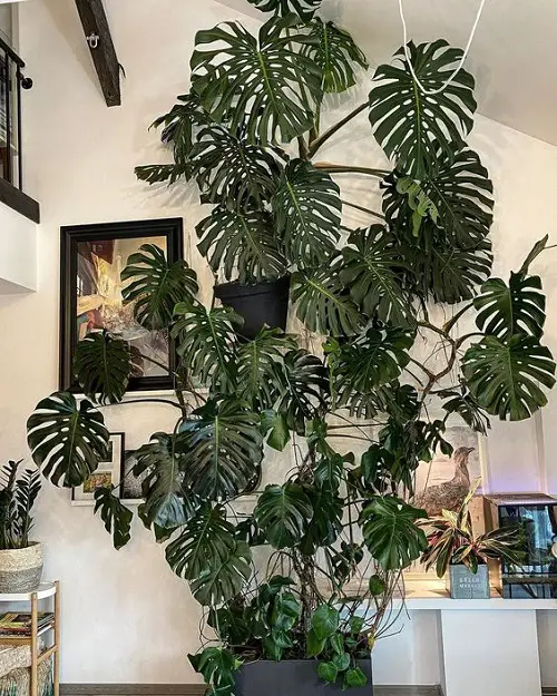 Monstera for Room Partition Monstera Green Space