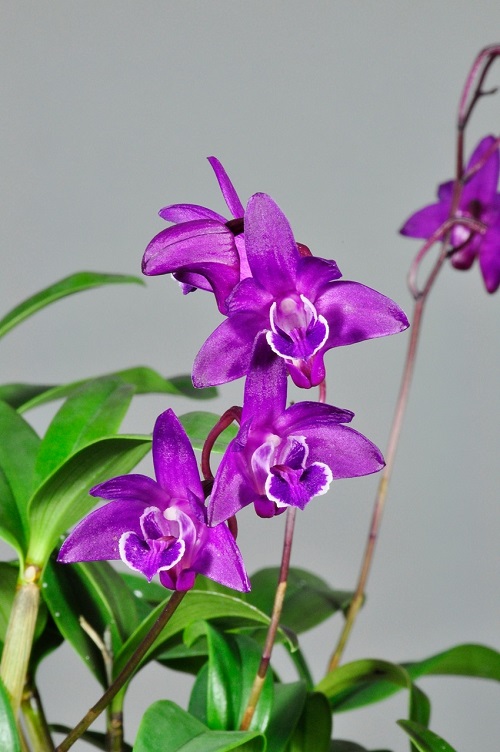 Purple Orchid Varieties