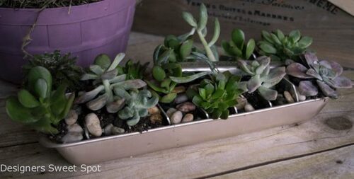 Ice Cube Tray Succulent Garden