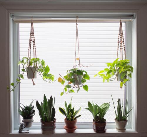 Snake Plant Window