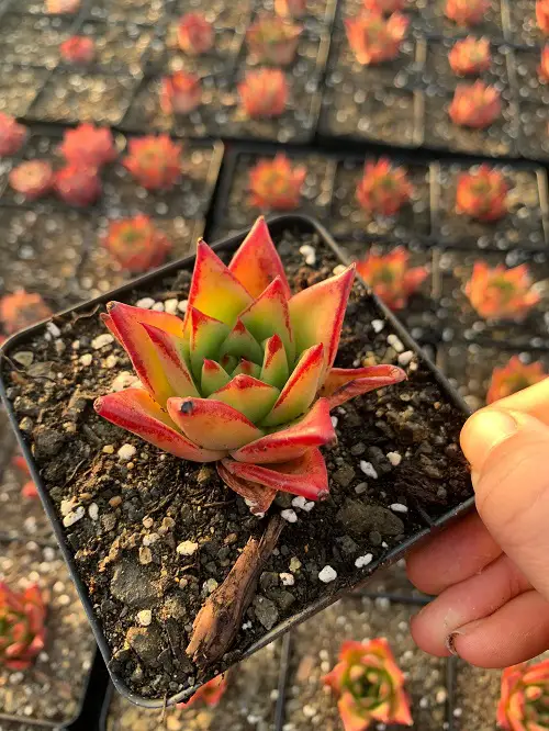 Beautiful Succulents in Orange