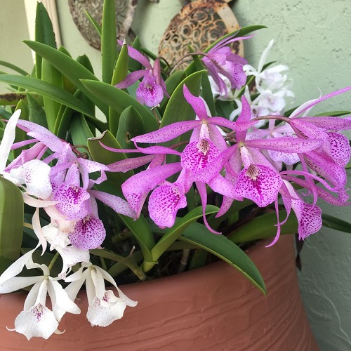 amazing Top Purple Orchid Types