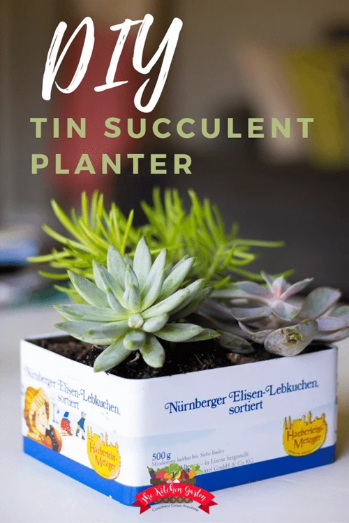 Cookie Tin Jar for Growing Succulents