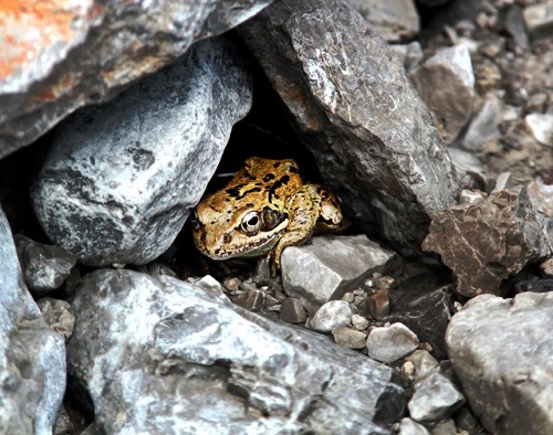 DIY Frog Stone Toad Hole 12