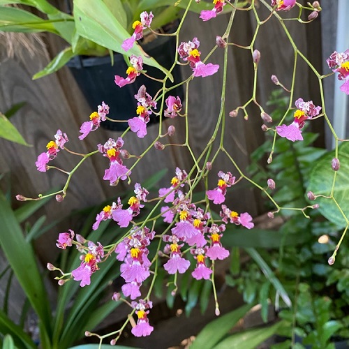 Purple Orchid Varieties