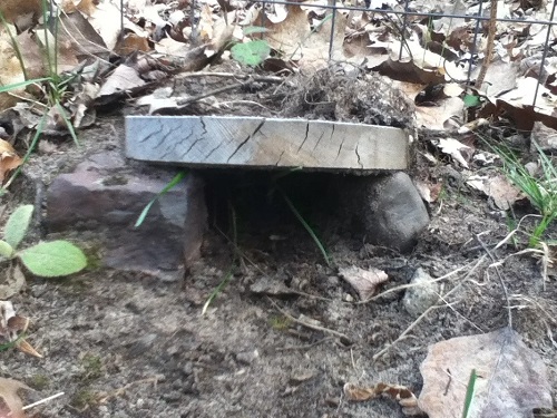 Frog Tunnel from Bark