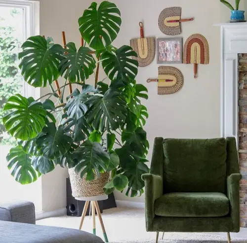 Monstera Stand Near the Couch