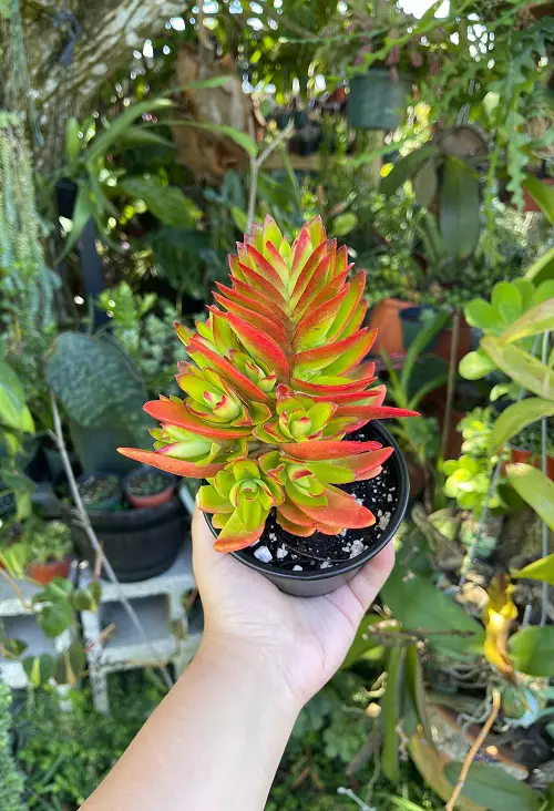 Most Beautiful Succulents in Orange for garden