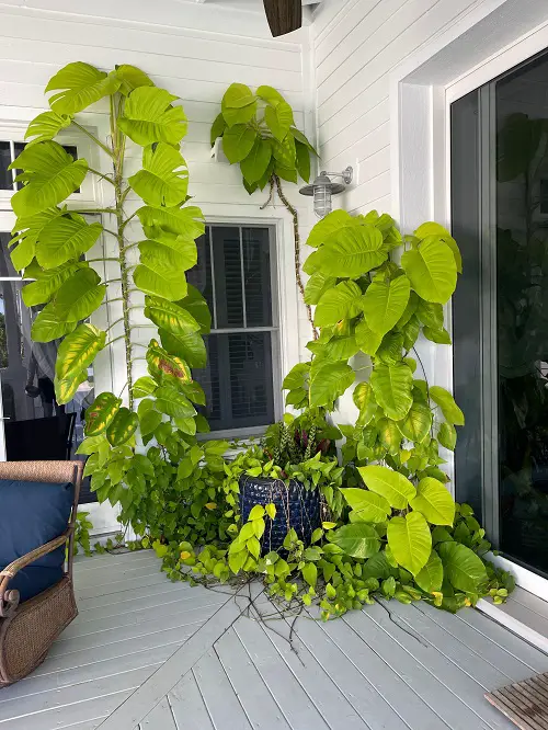 Create Vibrant Vine Walls