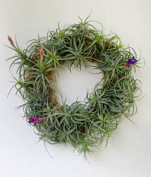 Diy Indoor Air Plant Wreath