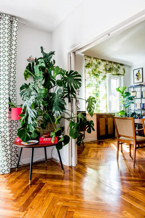 Round Table as Monstera Stand