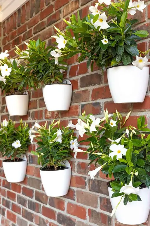 Hang Houseplants in different ways in outdoor space