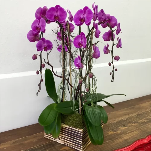 Purple Orchid Varieties indoor