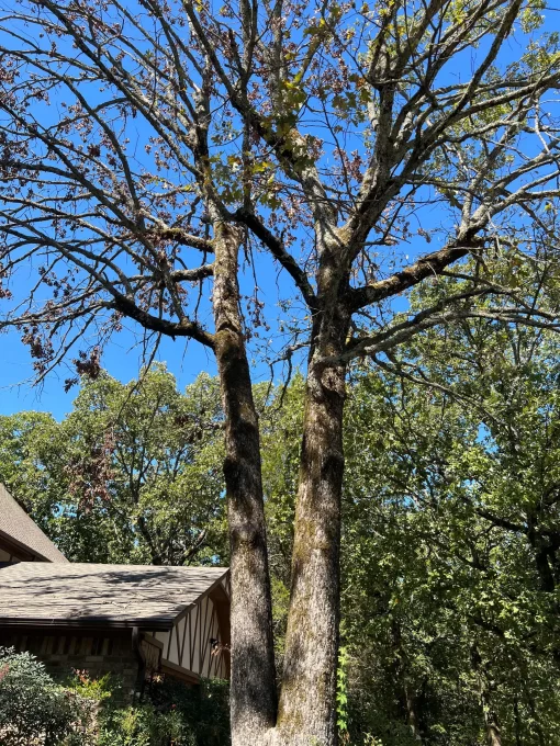 How to Save a Dying Tree