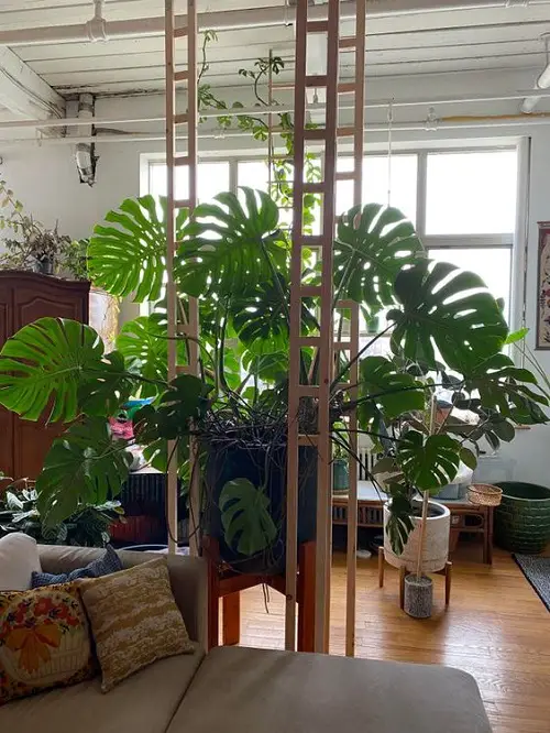 Monstera Plant Divider