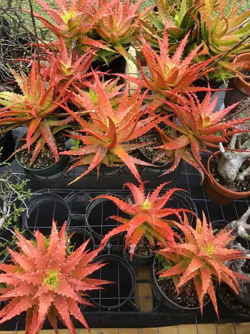 Most Beautiful Succulents in Orange 