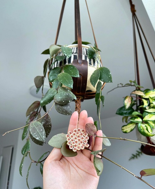 Best Indoor Flowering Vines
