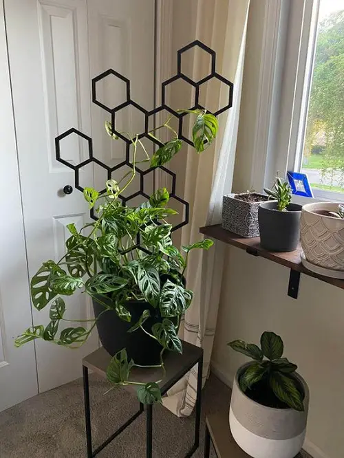  Room Partition Monstera with Trellis for the Closet