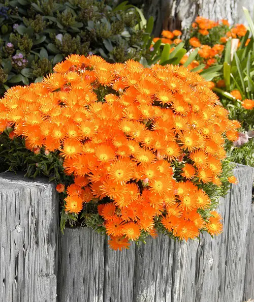 Most Beautiful Succulents in Orange 