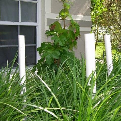 DIY Frog Treefrog House for Kids 