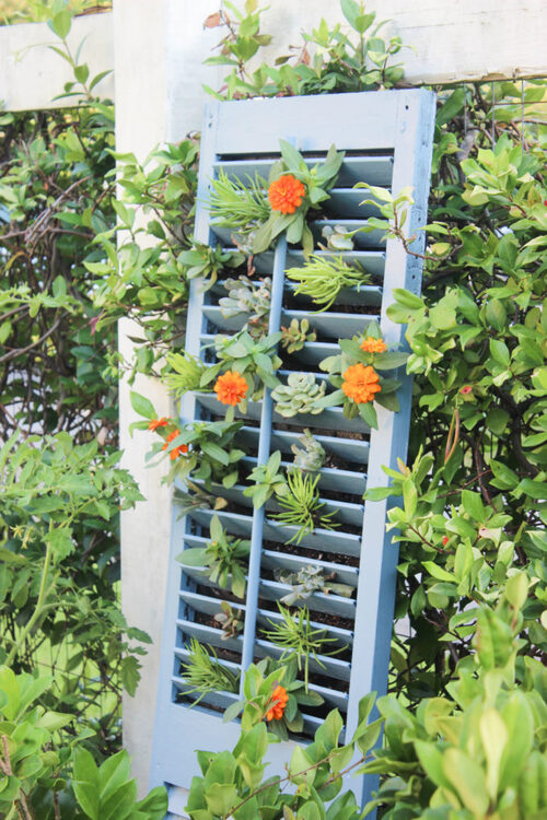 Vertical Succulent Garden Using Shutters