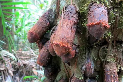 best Trees With Penis-Resemblance 