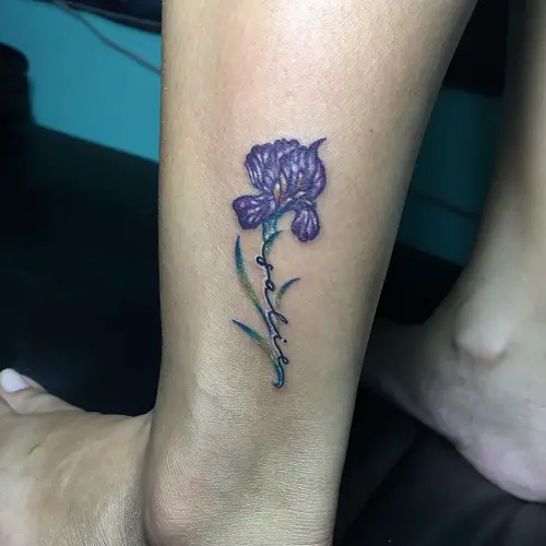 Iris Violet February Birth Flower