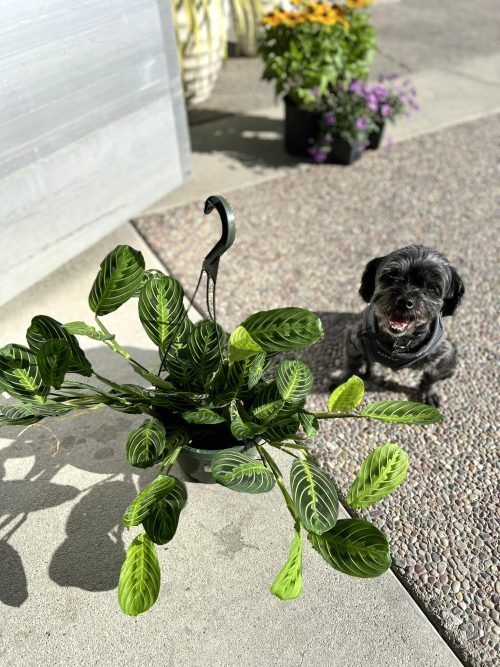 Are Prayer Plants Toxic to Dogs 2