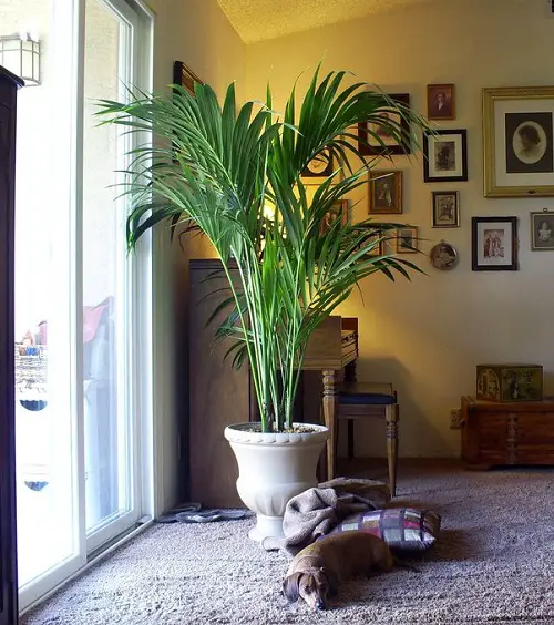 The Towering Tropicana: Parlor Palm