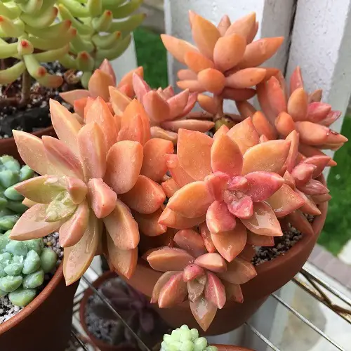 Stunning Orange Succulents