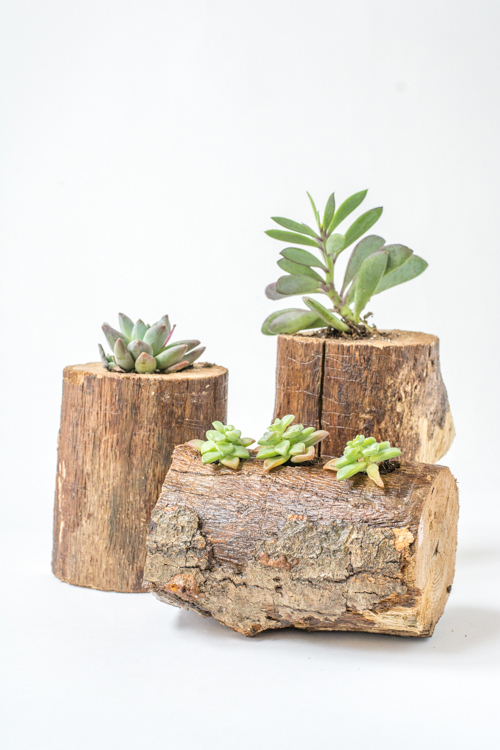 Succulent Garden From Unusual Items Tree Branch Planter