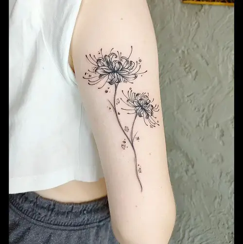 Black Spider Lily Stem