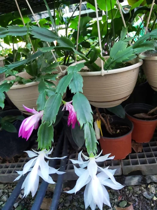Understanding Your Thanksgiving Cactus