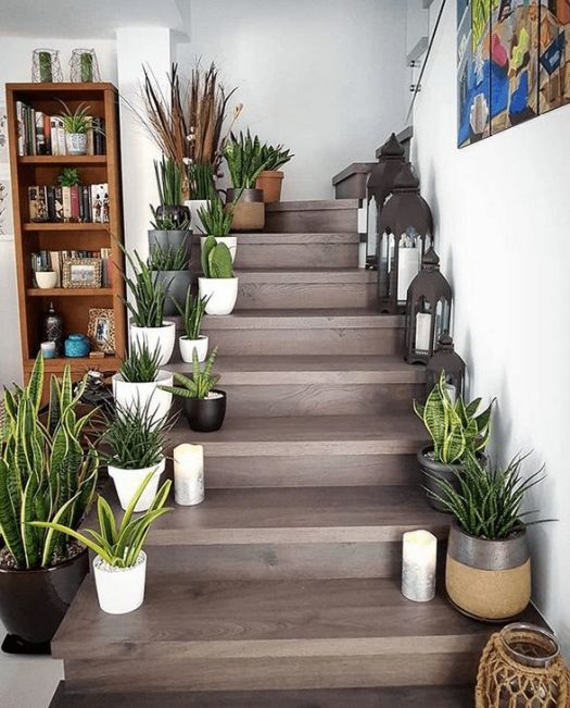 snake plant On the Staircase