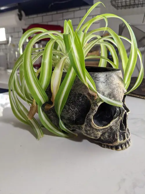 Spider Plant Brown Tips 