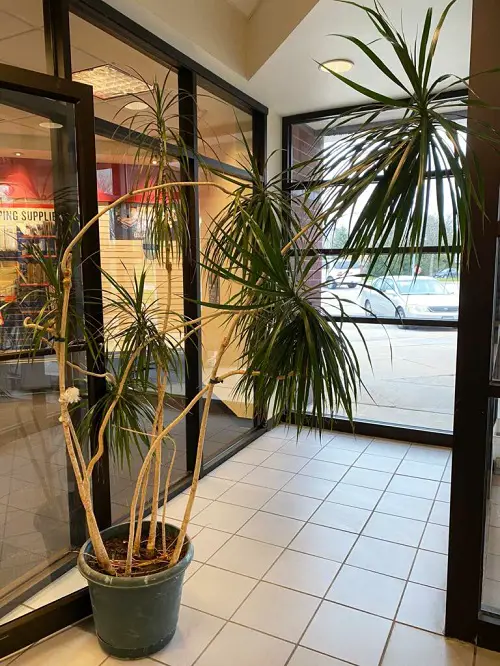 The Draping Diva: Dragon Tree